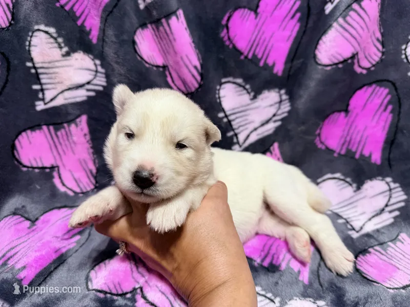 Brittany – Siberian Husky puppy for sale in Centreville, MD