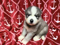 AKC Kona, a male Siberian Husky for sale in Centreville, MD – 3 of 9