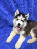 Jack, a male Siberian Husky for sale in Centreville, MD – 8 of 9