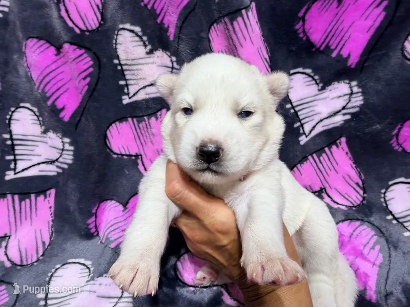 Jeanette – Siberian Husky puppy for sale in Centreville, MD