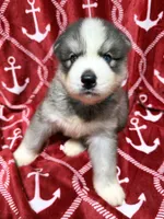 AKC Kona, a male Siberian Husky for sale in Centreville, MD – 1 of 9