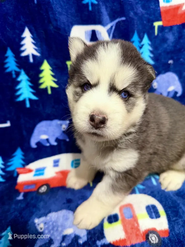 Jack – Siberian Husky puppy for sale in Centreville, MD
