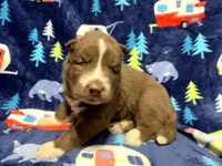 Phoenix , a male Siberian Husky for sale in Centreville, MD – 2 of 4