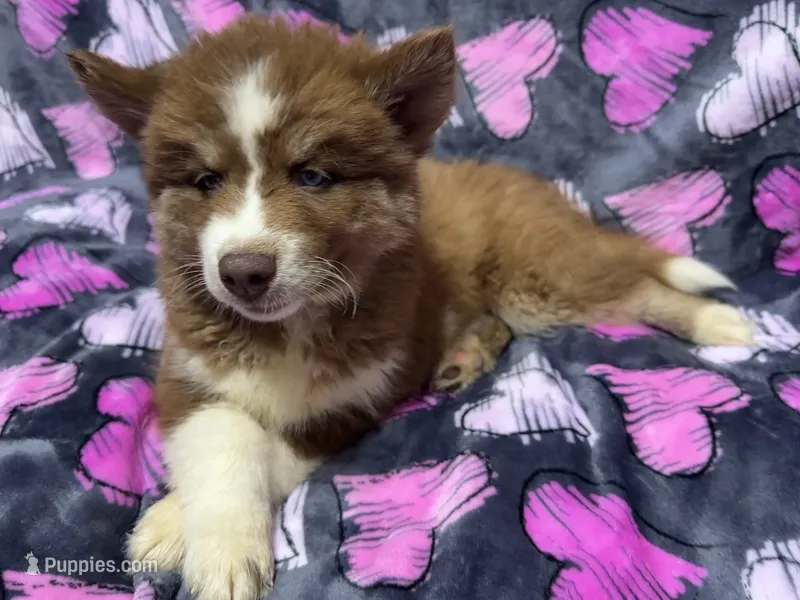 Brazil – Siberian Husky puppy for sale in Centreville, MD