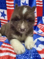 Chestnut, a male Siberian Husky for sale in Centreville, MD – 6 of 7