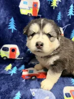 King, a male Siberian Husky for sale in Centreville, MD – 3 of 7