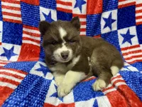Brazil, a female Siberian Husky for sale in Centreville, MD – 9 of 9