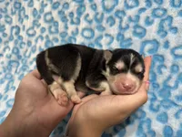 King, a male Siberian Husky for sale in Centreville, MD – 7 of 7