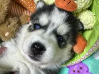 AKC Mopsy, a female Siberian Husky for sale in Centreville, MD – Photo 1 of 5