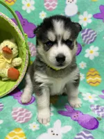 AKC Mopsy, a female Siberian Husky for sale in Centreville, MD – Photo 4 of 5