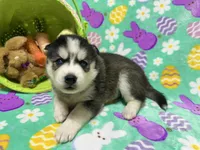 AKC Mopsy, a female Siberian Husky for sale in Centreville, MD – Photo 2 of 5