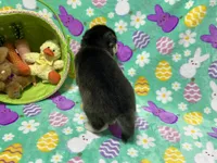 AKC Mopsy, a female Siberian Husky for sale in Centreville, MD – Photo 3 of 5