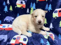 Sander, a male Siberian Husky for sale in Centreville, MD – 4 of 7