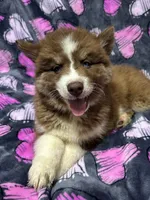 Brazil, a female Siberian Husky for sale in Centreville, MD – 3 of 9