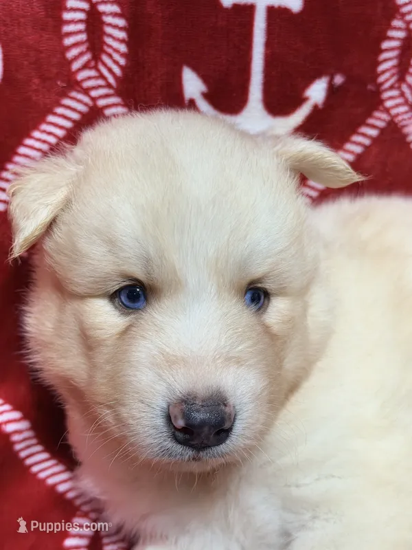 Sander – Siberian Husky puppy for sale in Centreville, MD
