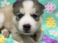 AKC Cotton-tail, a female Siberian Husky for sale in Centreville, MD – Photo 4 of 8