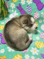AKC Cotton-tail, a female Siberian Husky for sale in Centreville, MD – Photo 5 of 8
