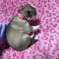 AKC Cotton-tail, a female Siberian Husky for sale in Centreville, MD – Photo 2 of 5