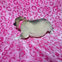 AKC Cotton-tail, a female Siberian Husky for sale in Centreville, MD – Photo 4 of 5