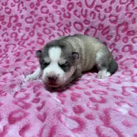 AKC Cotton-tail, a female Siberian Husky for sale in Centreville, MD – Photo 1 of 5