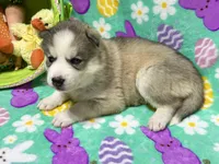 AKC Cotton-tail, a female Siberian Husky for sale in Centreville, MD – Photo 3 of 8