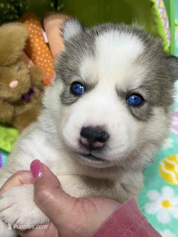 AKC Cotton-tail – Siberian Husky puppy for sale in Centreville, MD