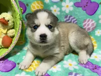 AKC Cotton-tail, a female Siberian Husky for sale in Centreville, MD – Photo 2 of 8
