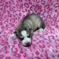 AKC Cotton-tail, a female Siberian Husky for sale in Centreville, MD – Photo 3 of 5