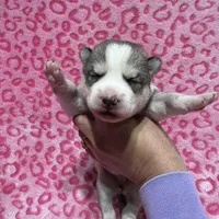 AKC Cotton-tail, a female Siberian Husky for sale in Centreville, MD – Photo 5 of 5