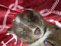 Chestnut, a male Siberian Husky for sale in Centreville, MD – 4 of 7