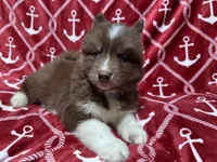 Chestnut, a male Siberian Husky for sale in Centreville, MD – 5 of 7