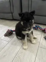 AKC Eclipse, a female Siberian Husky for sale in Centreville, MD – Photo 4 of 10