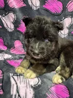 AKC Eclipse, a female Siberian Husky for sale in Centreville, MD – Photo 8 of 10