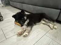 AKC Eclipse, a female Siberian Husky for sale in Centreville, MD – Photo 3 of 10