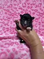 AKC Eclipse, a female Siberian Husky for sale in Centreville, MD – Photo 10 of 10