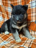 AKC Eclipse, a female Siberian Husky for sale in Centreville, MD – Photo 5 of 10