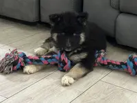 AKC Eclipse, a female Siberian Husky for sale in Centreville, MD – Photo 2 of 10