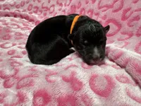 AKC Eclipse, a female Siberian Husky for sale in Centreville, MD – Photo 9 of 10