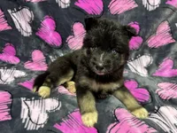 AKC Eclipse, a female Siberian Husky for sale in Centreville, MD – Photo 7 of 10