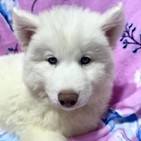 AKC Aspen, a female Siberian Husky for sale in Centreville, MD – Photo 1 of 10