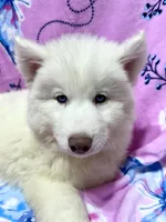 AKC Aspen, a female Siberian Husky for sale in Centreville, MD – Photo 1 of 10
