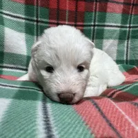 AKC Aspen, a female Siberian Husky for sale in Centreville, MD – Photo 7 of 10