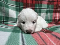 AKC Aspen, a female Siberian Husky for sale in Centreville, MD – Photo 7 of 10