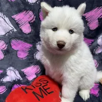 AKC Aspen, a female Siberian Husky for sale in Centreville, MD – Photo 4 of 10