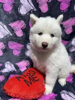 AKC Aspen, a female Siberian Husky for sale in Centreville, MD – Photo 4 of 10