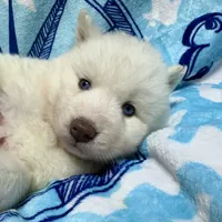 AKC Aspen, a female Siberian Husky for sale in Centreville, MD – Photo 5 of 10