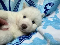 AKC Aspen, a female Siberian Husky for sale in Centreville, MD – Photo 5 of 10