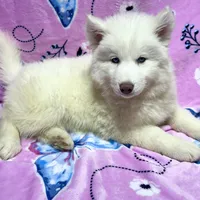 AKC Aspen, a female Siberian Husky for sale in Centreville, MD – Photo 2 of 10