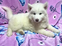 AKC Aspen, a female Siberian Husky for sale in Centreville, MD – Photo 2 of 10