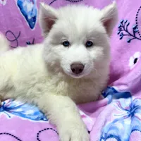 AKC Aspen, a female Siberian Husky for sale in Centreville, MD – Photo 3 of 10